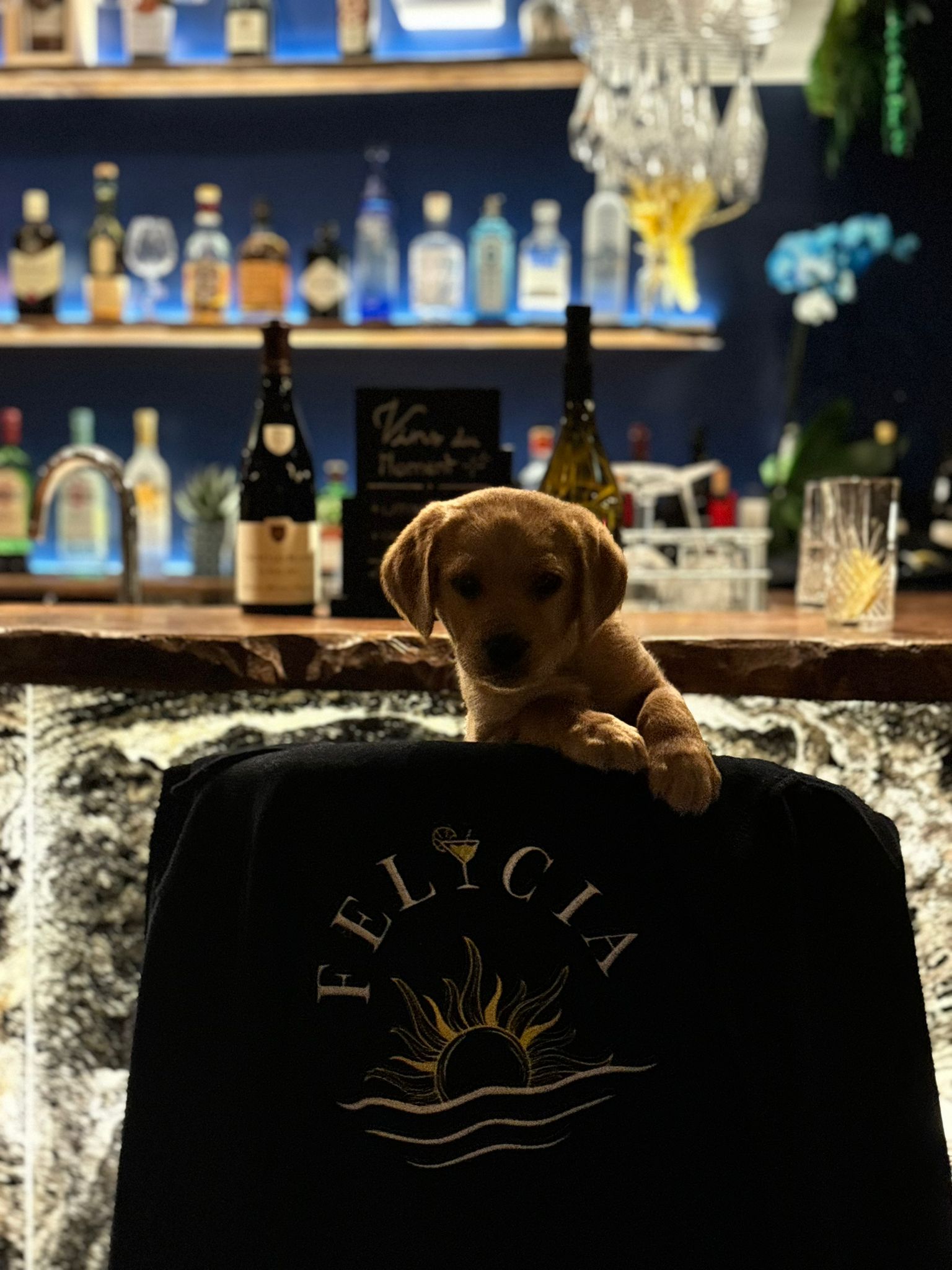 Le chiot du Felicia sur le comptoir — l'âme du bar à tapas de Deauville
